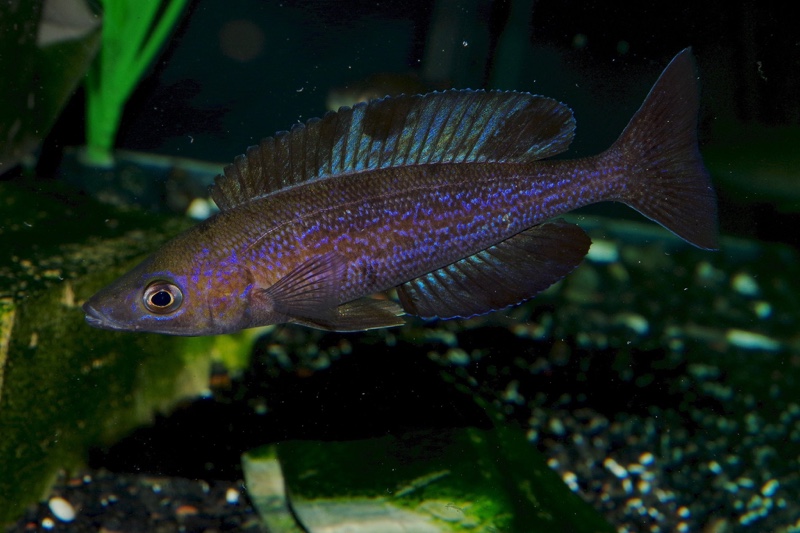 Cyprichromis microlepidotus 'Kiriza'